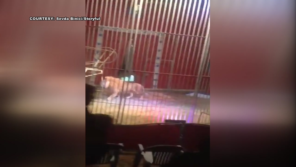 Lion attacks trainer in France